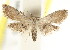  (Araeopteronini - CCDB-15805-C02)  @15 [ ] CreativeCommons - Attribution (2011) ANIC/CBG Photography Group Centre for Biodiversity Genomics