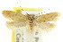  ( - CCDB-15807-E01)  @12 [ ] CreativeCommons - Attribution (2011) ANIC/CBG Photography Group Centre for Biodiversity Genomics