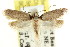  ( - CCDB-15807-E09)  @11 [ ] CreativeCommons - Attribution (2011) ANIC/CBG Photography Group Centre for Biodiversity Genomics