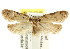 ( - CCDB-15807-G01)  @11 [ ] CreativeCommons - Attribution (2011) ANIC/CBG Photography Group Centre for Biodiversity Genomics