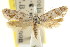  ( - CCDB-15808-C04)  @11 [ ] CreativeCommons - Attribution (2011) ANIC/CBG Photography Group Centre for Biodiversity Genomics