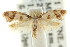  ( - CCDB-15808-D07)  @12 [ ] CreativeCommons - Attribution (2011) ANIC/CBG Photography Group Centre for Biodiversity Genomics