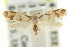  ( - CCDB-15808-D10)  @11 [ ] CreativeCommons - Attribution (2011) ANIC/CBG Photography Group Centre for Biodiversity Genomics