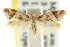  ( - CCDB-15808-D11)  @11 [ ] CreativeCommons - Attribution (2011) ANIC/CBG Photography Group Centre for Biodiversity Genomics
