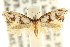  ( - CCDB-15808-F06)  @11 [ ] CreativeCommons - Attribution (2011) ANIC/CBG Photography Group Centre for Biodiversity Genomics