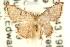  (Enispa phaeopa - CCDB-15809-C05)  @11 [ ] CreativeCommons - Attribution (2011) ANIC/CBG Photography Group Centre for Biodiversity Genomics