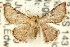  ( - CCDB-15809-C07)  @11 [ ] CreativeCommons - Attribution (2011) ANIC/CBG Photography Group Centre for Biodiversity Genomics