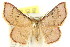  (Enispa - CCDB-15809-C10)  @15 [ ] CreativeCommons - Attribution (2011) ANIC/CBG Photography Group Centre for Biodiversity Genomics