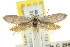  ( - CCDB-15810-B07)  @12 [ ] CreativeCommons - Attribution (2011) ANIC/CBG Photography Group Centre for Biodiversity Genomics