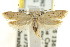  ( - CCDB-15810-D07)  @13 [ ] CreativeCommons - Attribution (2011) ANIC/CBG Photography Group Centre for Biodiversity Genomics
