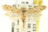  ( - CCDB-15810-H09)  @11 [ ] CreativeCommons - Attribution (2011) ANIC/CBG Photography Group Centre for Biodiversity Genomics