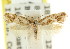  ( - CCDB-15811-A08)  @11 [ ] CreativeCommons - Attribution (2011) ANIC/CBG Photography Group Centre for Biodiversity Genomics