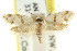  (Prepocosma sp. ANIC91 - CCDB-15811-C10)  @11 [ ] CreativeCommons - Attribution (2011) ANIC/CBG Photography Group Centre for Biodiversity Genomics