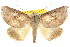  (Pterogonia - CCDB-15812-A09)  @15 [ ] CreativeCommons - Attribution (2011) ANIC/CBG Photography Group Centre for Biodiversity Genomics