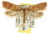  ( - CCDB-15817-A07)  @13 [ ] CreativeCommons - Attribution (2011) ANIC/CBG Photography Group Centre for Biodiversity Genomics