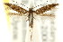  (Scythris sp. ANIC2 - CCDB-15818-B03)  @11 [ ] CreativeCommons - Attribution (2011) ANIC/CBG Photography Group Centre for Biodiversity Genomics
