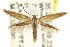  (Elachista peridiola - CCDB-15818-F11)  @15 [ ] CreativeCommons - Attribution (2011) ANIC/CBG Photography Group Centre for Biodiversity Genomics