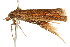  (Pachybela sp. ANIC71 - CCDB-15819-G10)  @12 [ ] CreativeCommons - Attribution (2011) ANIC/CBG Photography Group Centre for Biodiversity Genomics