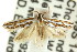  ( - CCDB-15820-F05)  @12 [ ] CreativeCommons - Attribution (2011) ANIC/CBG Photography Group Centre for Biodiversity Genomics