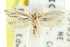  ( - CCDB-15820-F06)  @12 [ ] CreativeCommons - Attribution (2011) ANIC/CBG Photography Group Centre for Biodiversity Genomics