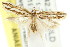  ( - CCDB-15820-F07)  @11 [ ] CreativeCommons - Attribution (2011) ANIC/CBG Photography Group Centre for Biodiversity Genomics