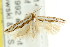  ( - CCDB-15820-F08)  @11 [ ] CreativeCommons - Attribution (2011) ANIC/CBG Photography Group Centre for Biodiversity Genomics