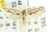  ( - CCDB-15820-F09)  @11 [ ] CreativeCommons - Attribution (2011) ANIC/CBG Photography Group Centre for Biodiversity Genomics