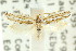  ( - CCDB-15820-F10)  @11 [ ] CreativeCommons - Attribution (2011) ANIC/CBG Photography Group Centre for Biodiversity Genomics