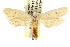  (Pachybela sp. ANIC82 - CCDB-15821-A10)  @12 [ ] CreativeCommons - Attribution (2011) ANIC/CBG Photography Group Centre for Biodiversity Genomics