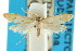  ( - CCDB-15821-B07)  @11 [ ] CreativeCommons - Attribution (2011) ANIC/CBG Photography Group Centre for Biodiversity Genomics