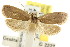  ( - CCDB-15821-C05)  @13 [ ] CreativeCommons - Attribution (2011) ANIC/CBG Photography Group Centre for Biodiversity Genomics