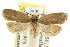  ( - CCDB-15821-C06)  @15 [ ] CreativeCommons - Attribution (2011) ANIC/CBG Photography Group Centre for Biodiversity Genomics