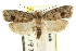  (Eulechria balanota - CCDB-15821-F02)  @13 [ ] CreativeCommons - Attribution (2011) ANIC/CBG Photography Group Centre for Biodiversity Genomics