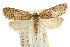  (Eulechria pastea - CCDB-15821-G08)  @13 [ ] CreativeCommons - Attribution (2011) ANIC/CBG Photography Group Centre for Biodiversity Genomics