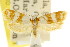  ( - CCDB-15822-G01)  @11 [ ] CreativeCommons - Attribution (2011) ANIC/CBG Photography Group Centre for Biodiversity Genomics