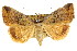  (Agamana sp. ANIC1 - CCDB-15823-F04)  @15 [ ] CreativeCommons - Attribution (2011) ANIC/CBG Photography Group Centre for Biodiversity Genomics