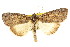  (Prorocopis transversilinea - CCDB-15823-G02)  @15 [ ] CreativeCommons - Attribution (2011) ANIC/CBG Photography Group Centre for Biodiversity Genomics