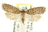  ( - CCDB-15824-B03)  @15 [ ] CreativeCommons - Attribution (2011) ANIC/CBG Photography Group Centre for Biodiversity Genomics