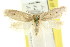  (Eulechria nephelella - CCDB-15824-B12)  @11 [ ] CreativeCommons - Attribution (2011) ANIC/CBG Photography Group Centre for Biodiversity Genomics