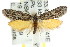  ( - CCDB-15824-D01)  @14 [ ] CreativeCommons - Attribution (2011) ANIC/CBG Photography Group Centre for Biodiversity Genomics