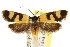  ( - CCDB-15824-E08)  @11 [ ] CreativeCommons - Attribution (2011) ANIC/CBG Photography Group Centre for Biodiversity Genomics