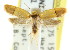  ( - CCDB-15825-B08)  @13 [ ] CreativeCommons - Attribution (2011) ANIC/CBG Photography Group Centre for Biodiversity Genomics