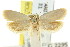  ( - CCDB-15825-C06)  @11 [ ] CreativeCommons - Attribution (2011) ANIC/CBG Photography Group Centre for Biodiversity Genomics