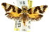  ( - CCDB-15825-G10)  @11 [ ] CreativeCommons - Attribution (2011) ANIC/CBG Photography Group Centre for Biodiversity Genomics
