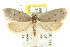  ( - CCDB-15826-C11)  @13 [ ] CreativeCommons - Attribution (2011) ANIC/CBG Photography Group Centre for Biodiversity Genomics