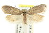  (Eulechria sp. ANIC68 - CCDB-15826-E12)  @11 [ ] CreativeCommons - Attribution (2011) ANIC/CBG Photography Group Centre for Biodiversity Genomics