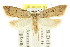  ( - CCDB-15826-F02)  @11 [ ] CreativeCommons - Attribution (2011) ANIC/CBG Photography Group Centre for Biodiversity Genomics
