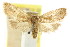  (Sclerocris thetica - CCDB-15826-H08)  @11 [ ] CreativeCommons - Attribution (2011) ANIC/CBG Photography Group Centre for Biodiversity Genomics