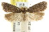  (Sclerocris sp. ANIC27 - CCDB-15827-A09)  @13 [ ] CreativeCommons - Attribution (2011) ANIC/CBG Photography Group Centre for Biodiversity Genomics