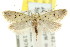  ( - CCDB-15827-H09)  @15 [ ] CreativeCommons - Attribution (2011) ANIC/CBG Photography Group Centre for Biodiversity Genomics